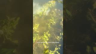 My Aquarium Plants are Having Babies aquariumfishkeeping freshwaterfish [upl. by Artenek]