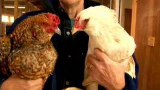 Understanding Chickens amp Eggs  The Difference Between Hens amp Roosters [upl. by Reinertson]