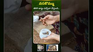 Vasakommu makes hair grow back thatha village ayurveda vasakommu hair medicine krithvi [upl. by Tewfik]