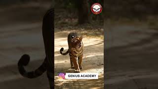 International Tiger Day 2024  Tiger Reserves  Genius Academy Indore  MPPSC [upl. by Odraleba]