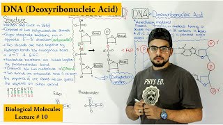 DNA Structure and functions  A type of Nucleic Acid [upl. by Oakman440]