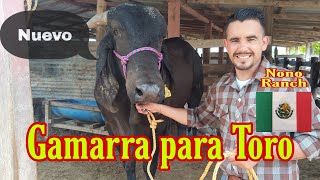 COMO hacer UNA GAMARRA para un TORO [upl. by Votaw]