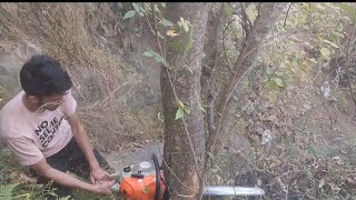 Dangerous tree removaldangerous tree cutting fails [upl. by Dnalyar504]