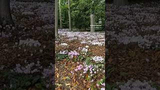 Stunning Cyclamen Grove winterflower cyclamen beauty garden forest nature gardening [upl. by Oballa]