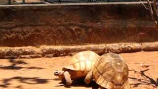 Geochelone YniphoraPloughshare tortoise from Madagascar [upl. by Iznekcam]