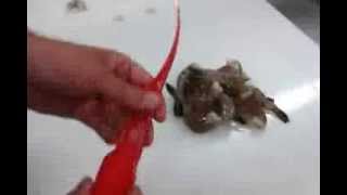 How to Peel and Devein Shrimp  Giovannis Fish Market [upl. by Anayra]