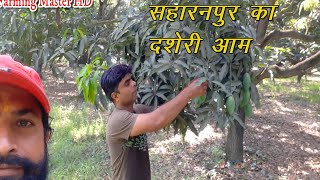 कुछ तो खास बात है सहारनपुर के दशेरी आम में Saharanpurs Dasheri Mango [upl. by Htennaj]