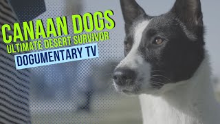 CANAAN DOGS THE ULTIMATE DESERT DOG [upl. by Scevour]