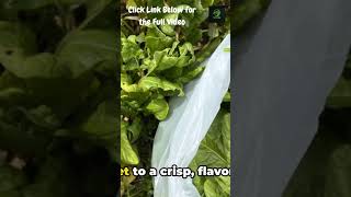 How and When Harvesting Salad Greens A Quick Guide for Maximum Optimal Flavor amp Texture Best Time [upl. by Greenes797]