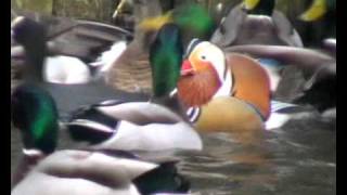 mandarin duck 2011wmv [upl. by Badr]