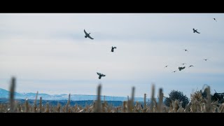 HIGDON OUTDOORS TV  910  quotMountains of Ducksquot [upl. by Neelak]