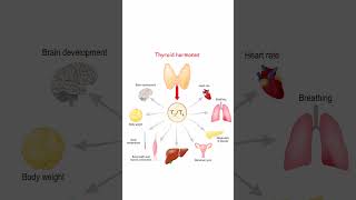 Hormonii Tiroidieni biologie anatomie educatie admiteremedicina medstudent [upl. by Neeliak]