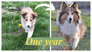 FIRST YEAR OF A SHELTIE [upl. by Ahsilif565]