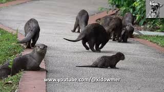 SMOOTHCOATED OTTERS roaming Singapore Botanic Gardens [upl. by Alfie188]