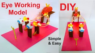 eye working model for science exhibition  diy  in easy and simple steps  biology  craftpiller [upl. by Chemaram672]