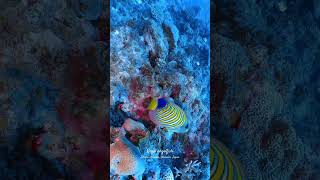 Regal angelfish shorts scubadiving diving [upl. by Suirtemid835]