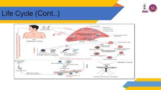 VIDEO PPT SMJ MALARIA amp BABESIA [upl. by Eirrac]