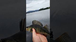 Fishing Nursehound Merlin [upl. by Riehl]