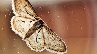 What In The World Is Moth Dust Amazewing Moth Facts Explained [upl. by Goth]