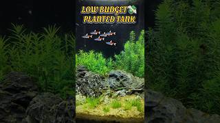 Setting Up a Low Cost Planted Tank in 2024  And Setting Up Low Maintenance Planted Aquarium [upl. by Sllew836]