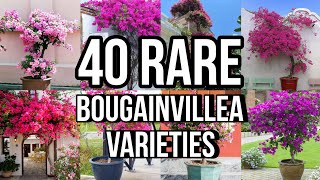 40 BOUGAINVILLEA VARIETIES With Names  Bougainvillea flower  CLASSIFICATIONS WITH NAMES [upl. by Enaujed186]