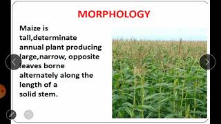 Practical No 21 Flower Biology emasculation and hybridization techniques in Maize [upl. by Aihsened]