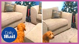 Funny dogs Vacuum used to defend Christmas tree decorations from dog [upl. by Nij913]