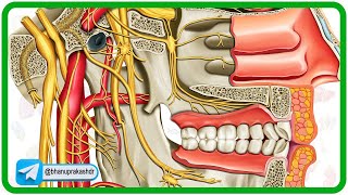 Cervical part of sympathetic trunk Anatomy Animation [upl. by Ellocin891]