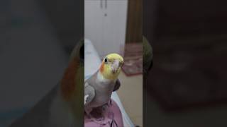 Ozzie My cockatiel bird singing loudly 😂 cockatiel cockatoosinging cockatielsound cockatiels [upl. by Anatniuq]