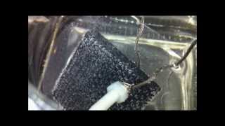 Experiment 4  Carbon Fiber HHO Electrodes Rectifying Current In Water [upl. by Euqina]