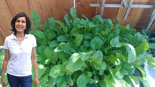 Growing arugula or rocket leaves with actual results [upl. by Aileduab]