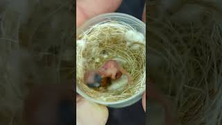 Breeding Season 2024 birds lovebirds parrot beautiful cute viral reels karachi pakistan [upl. by Seabrook]