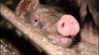 SchulfilmDVD  Biologie DAS SCHWEIN  WILDTIER UND NUTZTIER Trailer  Vorschau [upl. by Karylin477]