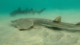 HDObservations  Shovelnose Guitarfish 4K UHD [upl. by Jeaz]