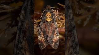 Deaths head hawk moth mini photo l shoot Halloween 🎃 moths moth hawkmoth [upl. by Pelage511]