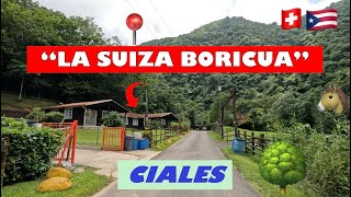 🌳🚙Driving around Ciales Puerto Rico 4K La Suiza Boricua 🇵🇷 [upl. by Meggie765]