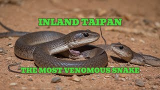 Inland Taipan Most venomous snake in the world [upl. by Debee]