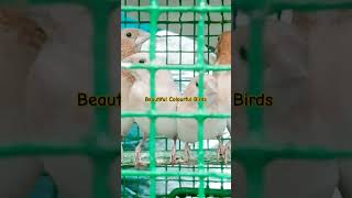 music rap lyrics song of Beautiful birds [upl. by Cannell]