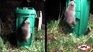 Raccoonresistant green bin coming to Peel Region [upl. by Chow743]