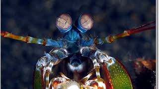 Facts The Mantis Shrimp [upl. by Hadwin761]