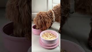 KindTail  Portabowl 2 in1 asmrsounds puppyeating cravingsatisfied puppyshorts portablefoodbowl [upl. by Simonne]