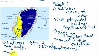 GIBBERELLIN AND BARLEY SEED GERMINATION Part B CSIR NET [upl. by Behlau755]