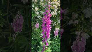 Foxgloves and my local park 🤗☀️😉 flowers foxgloves gardenlover flowers explore viralshort [upl. by Krystin]