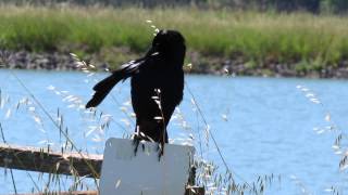 GreatTailed Grackle Breeding Display [upl. by Ozan]