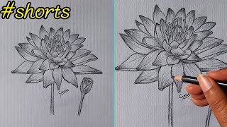 How to Draw Water LiLy Flower Pencil Sketch Sinoun Drawing shorts [upl. by Keryt]