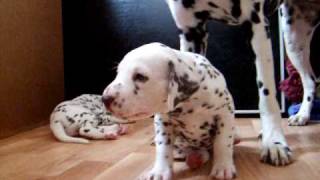 dalmatian puppies 45 weeks [upl. by Amargo94]