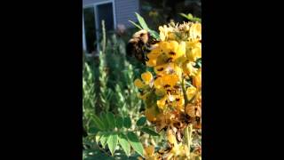 Bumblebee Buzz Pollinating Wild Senna [upl. by Derfnam697]