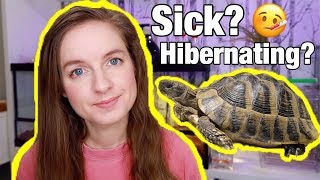 Is My Tortoise Sick Hibernation vs Brumation [upl. by Baten]