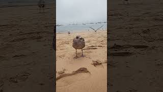 Friendly scavengers at Cascais beach in Portugal 2024 birds nature [upl. by Eiramanin]