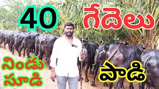 40 ముర్రా గేదెలు అమ్మకానికి కలవు  గేదెలు కొన్న తర్వాత లోడ్ చేసే వరకు మాది బాద్యత  Buffaloes Video [upl. by Nari970]